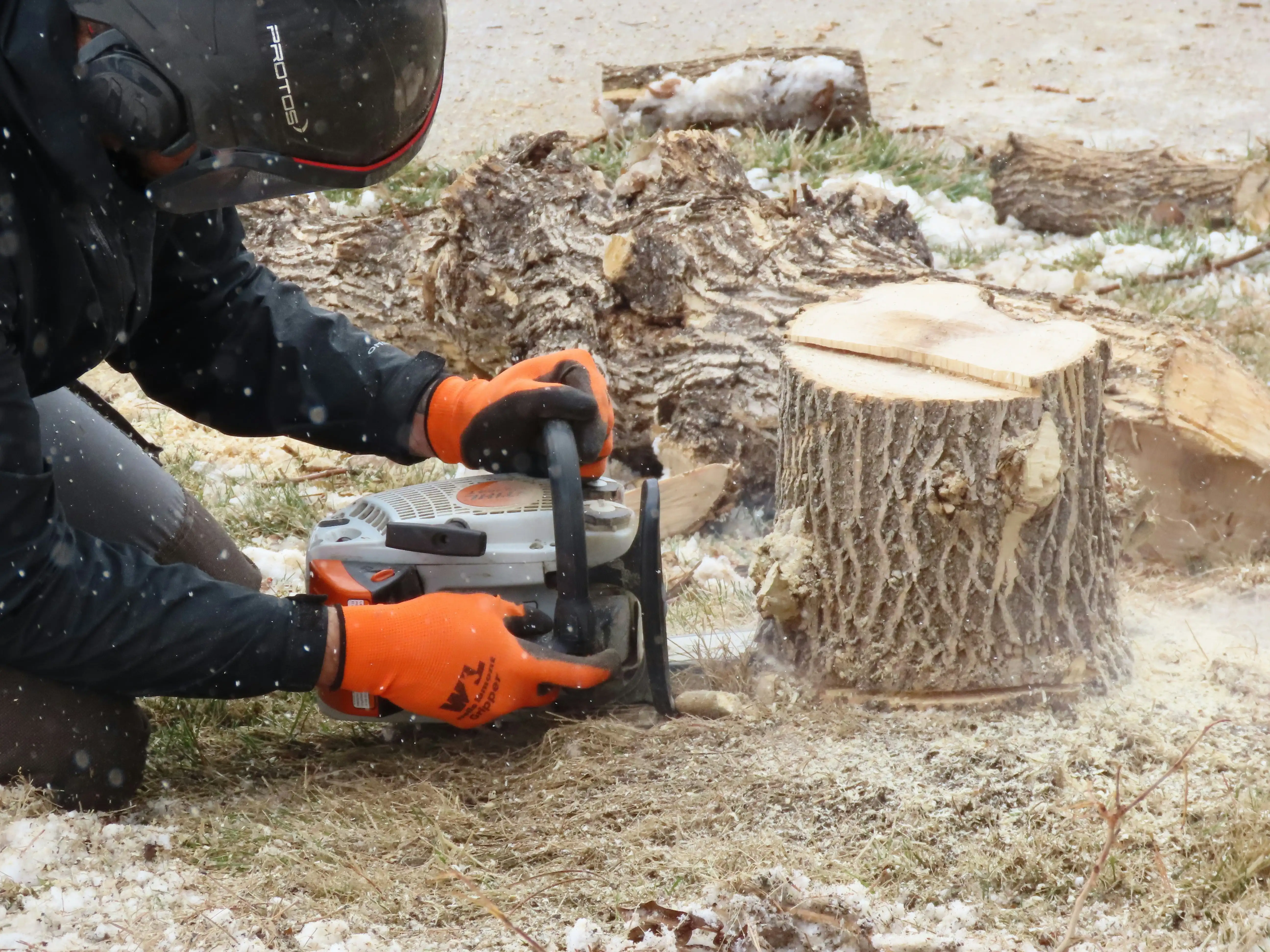 Chainsaw Removing Tree Stump