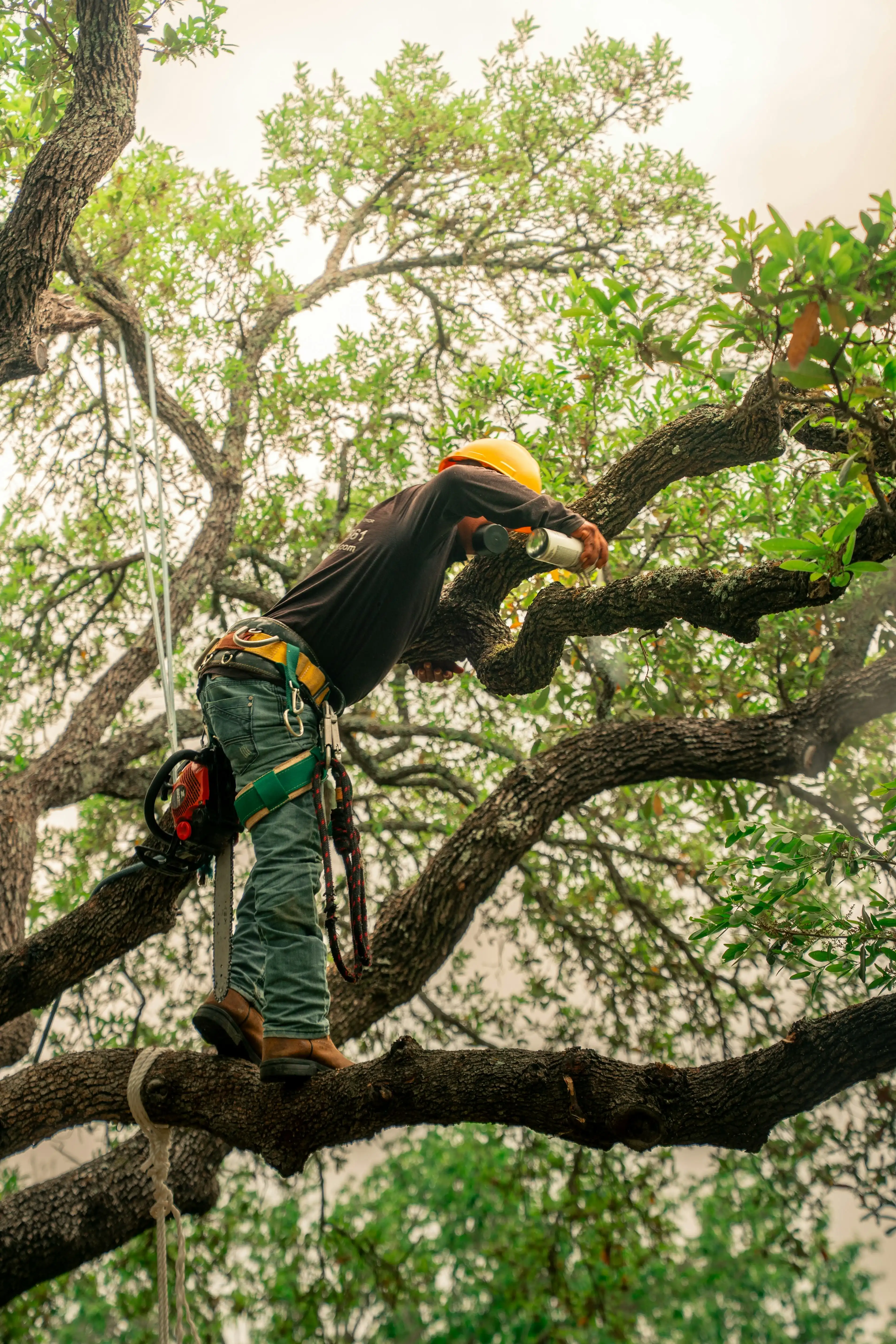 Man Trimming Tree