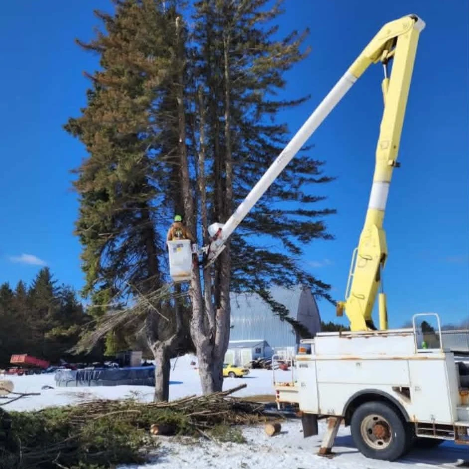 Crane and Tree